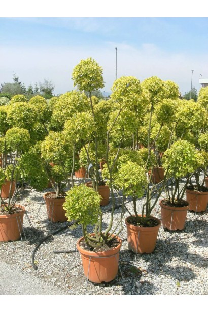 Бруслина японська Ауреомаргіната Топіар Кулі 